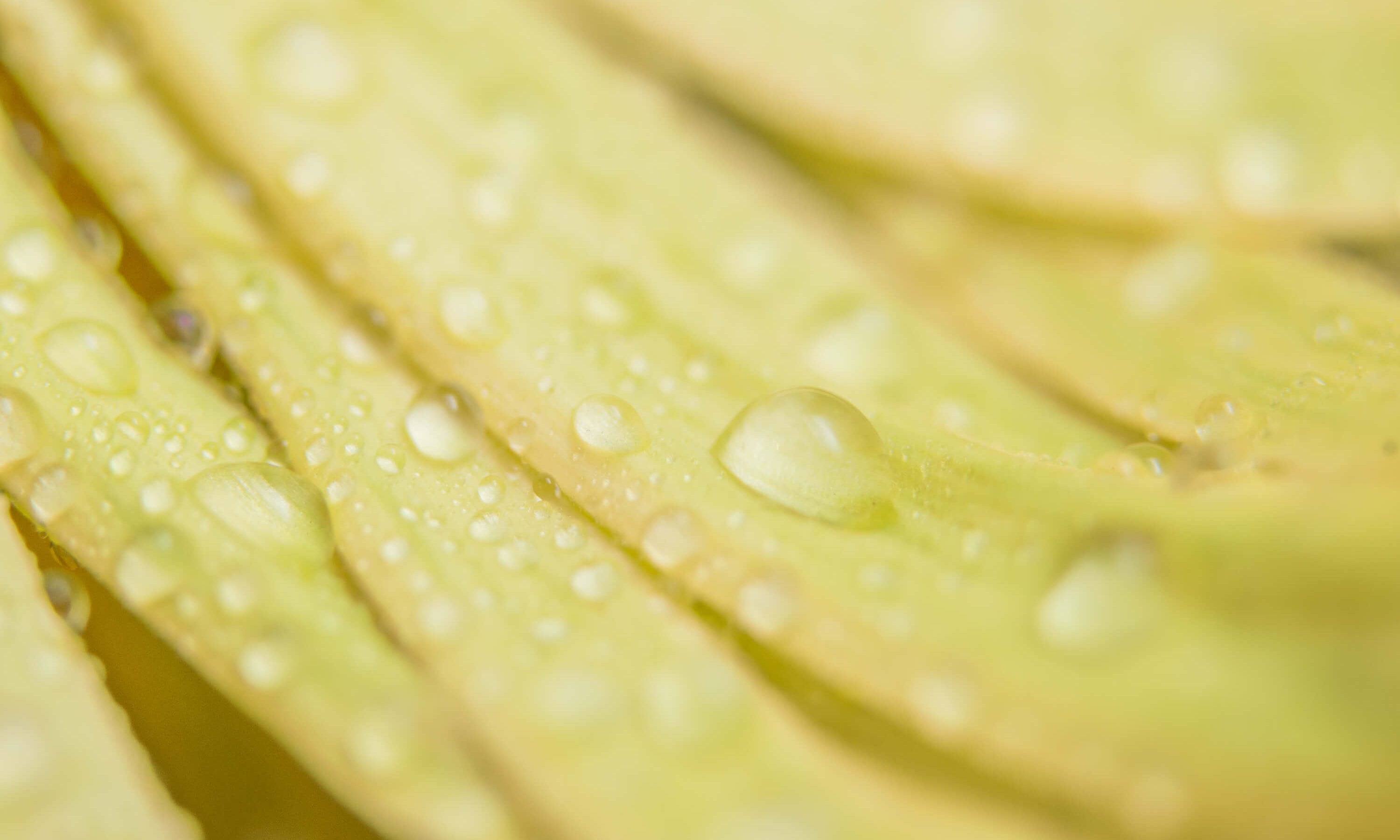 Quench your skin's thirst