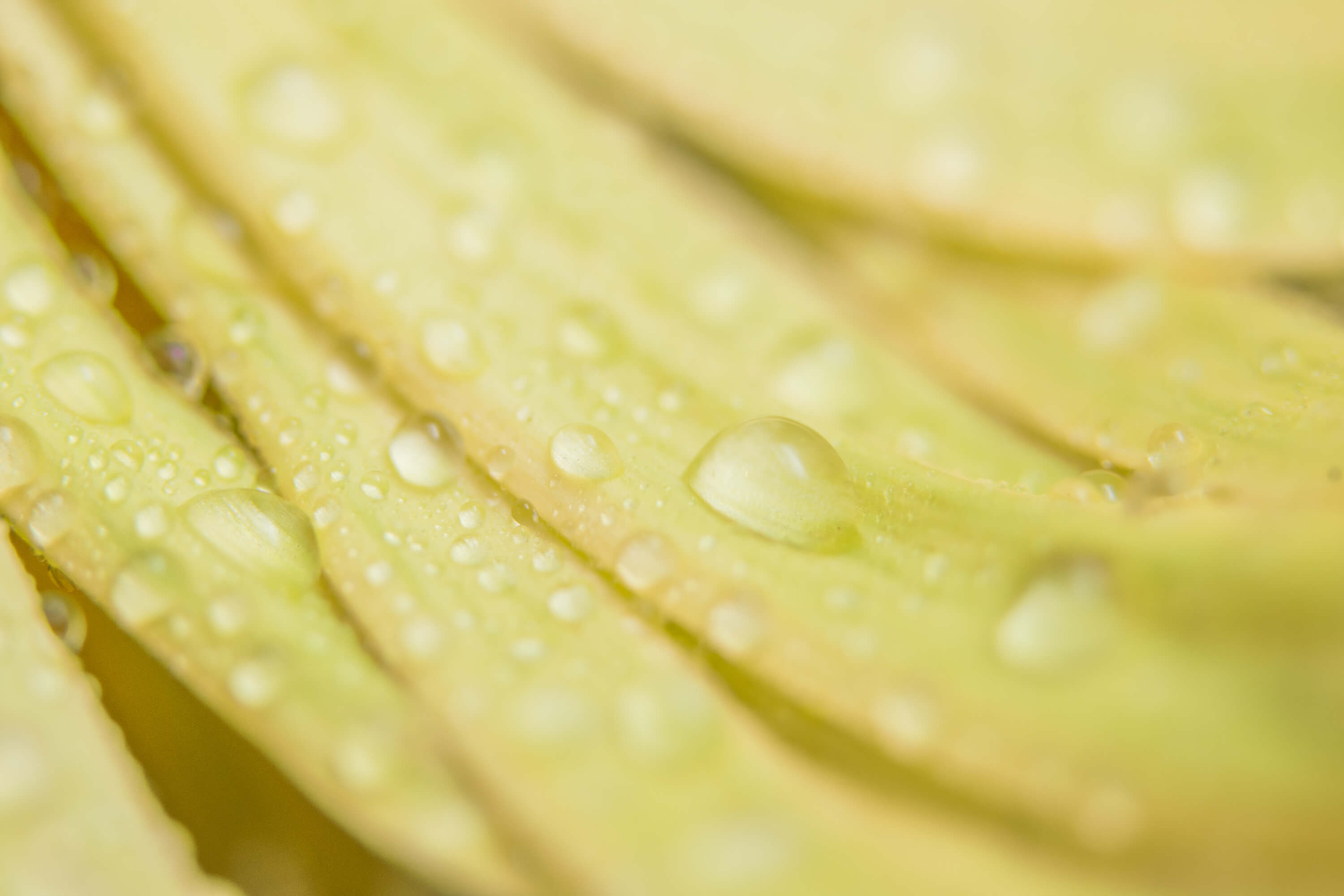 Quench your skin's thirst