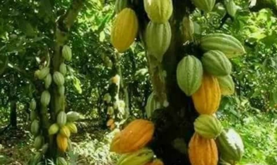 SKIN FOOD VS CHEMICAL WASTE